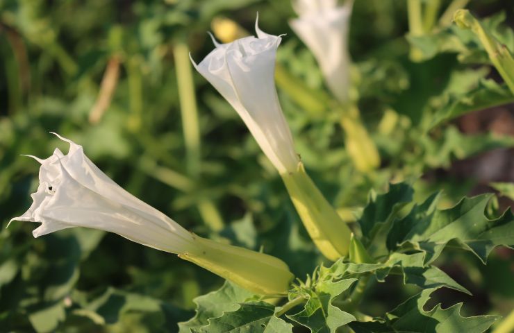 datura velenosa coltivazione