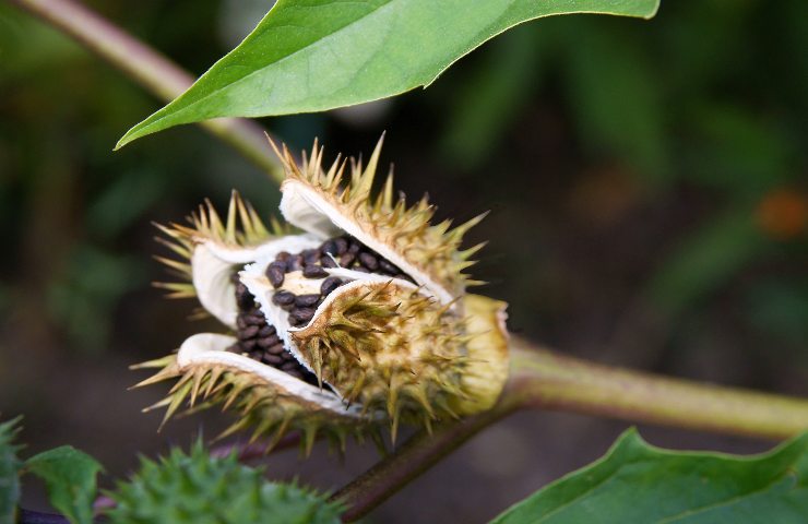 datura velenosa coltivazione