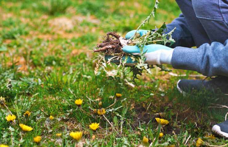 erbacce infestanti muri e giardini