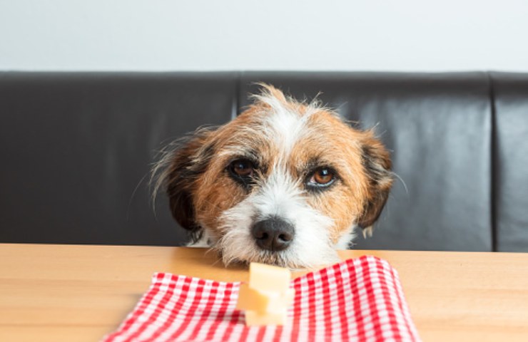 formaggio al cane fa bene?