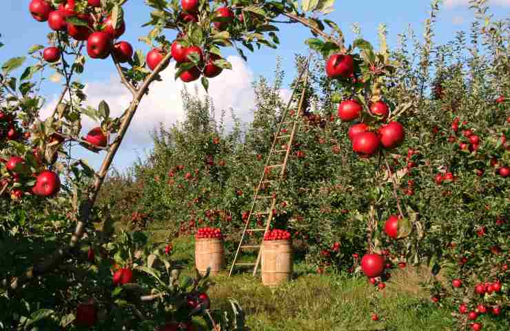 come prepararsi alla siccità