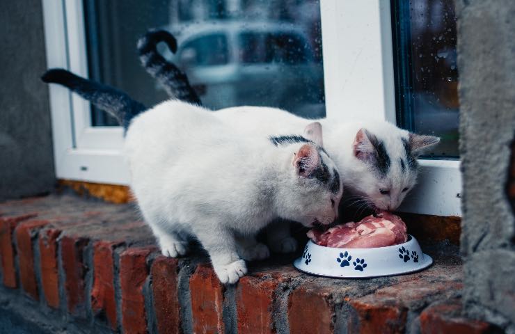 gatto mangia cibo umano