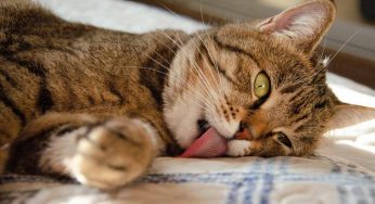 I gatti soffrono molto il caldo: tre modi per aiutarli