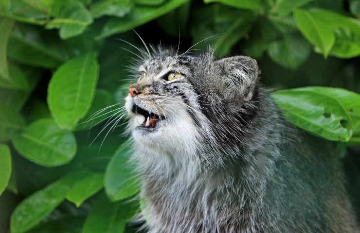 gatto piange di notte cosa significa