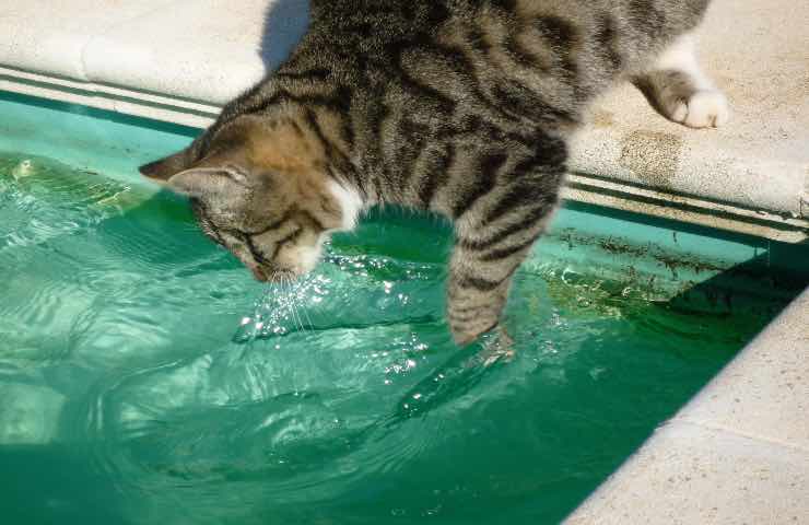 perche gatti odiano l'acqua