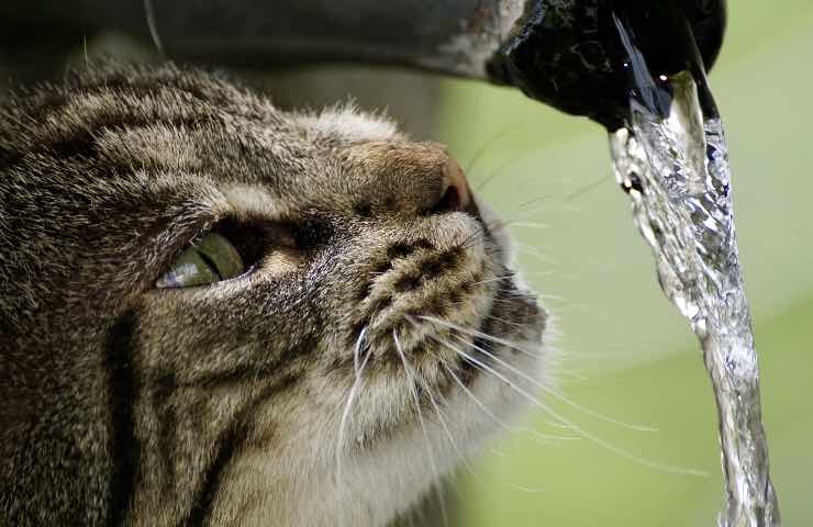 perche gatti odiano l'acqua