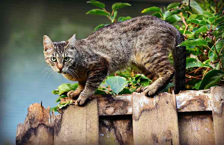 gatto scappa perché 