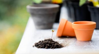 Come capire se le piante da interno sono malate