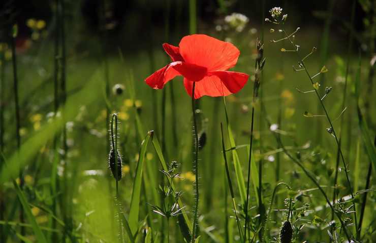 perchè il giardino fa bene all'organismo