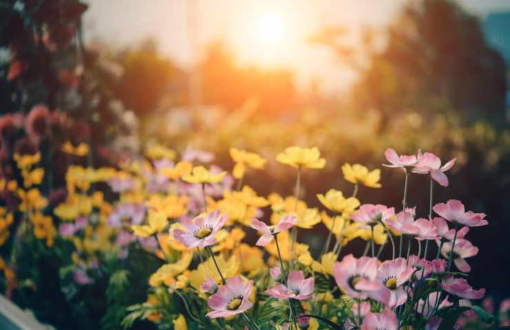 come arredare un giardino con i colori delle piante