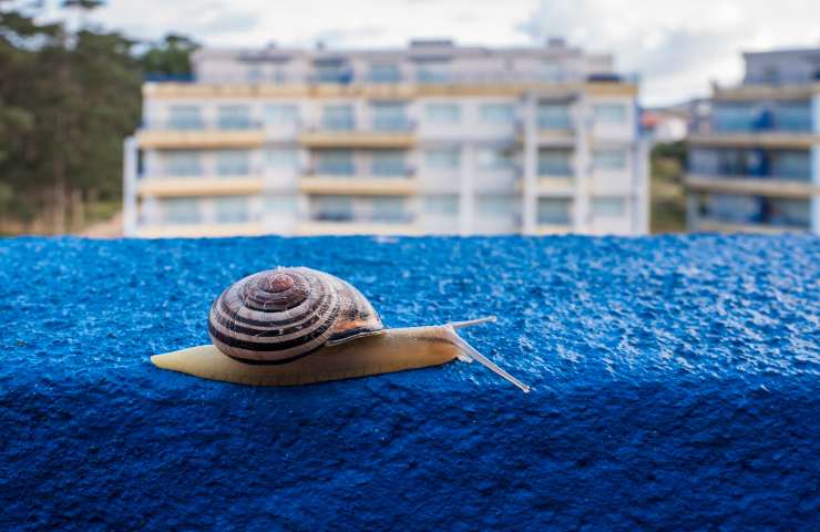 lumache come allontanarle dalla casa