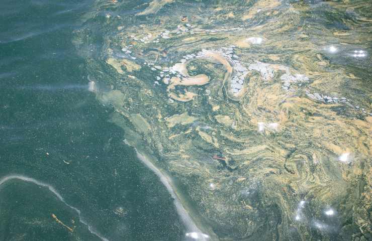 mare presenza schiuma gialla