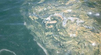 Mare, cosa significa trovare schiuma gialla in acqua