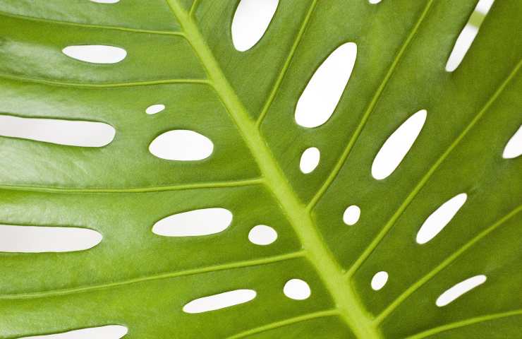 monstera pianta tossica