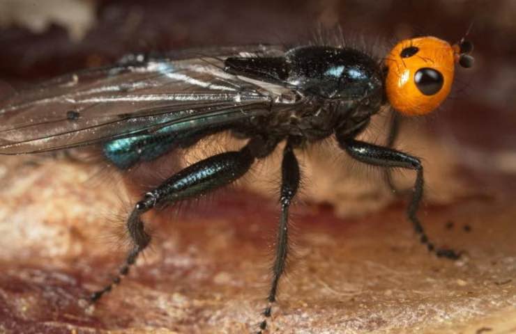 mosche carnivore come riconoscerle