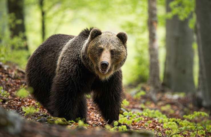 orso cosa fare se si incontra