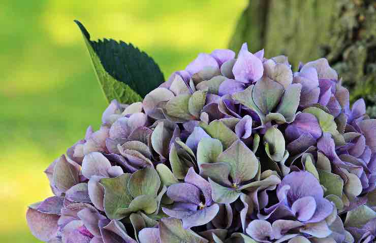 ortensie come proteggerle dal caldo