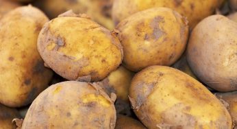 Patate, niente frigorifero: come vanno conservate