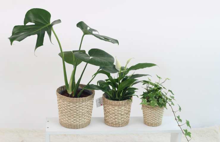 monstera pianta tossica