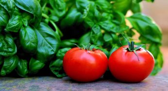 Cosa accade se mangi spesso basilico crudo con pomodori