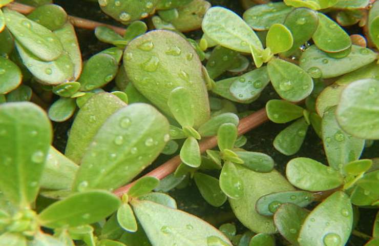 Portulaca oleracea