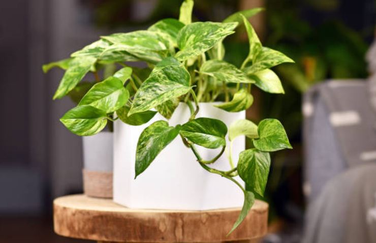 pothos vaso casa