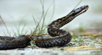 Quali serpenti potrebbero spuntare nei nostri giardini
