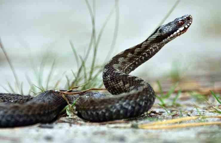 quali serpenti entrano nei giardini