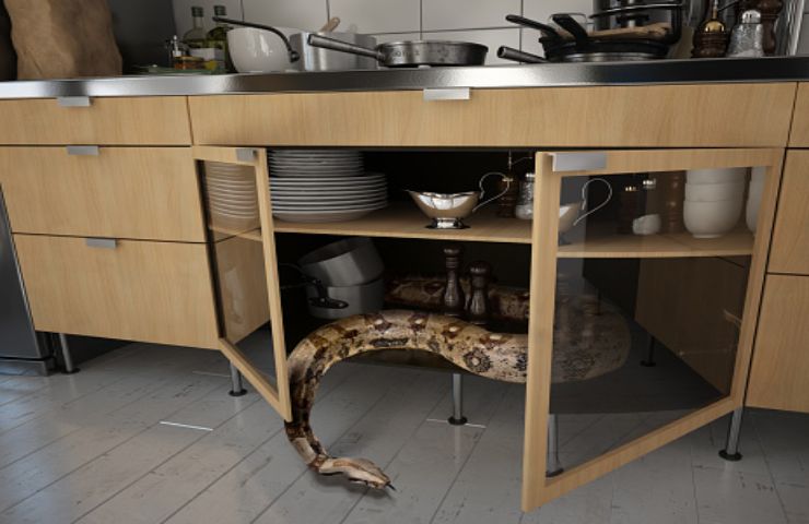Serpenti In Casa Soprattutto In Questi 3 Mesi Che Accade