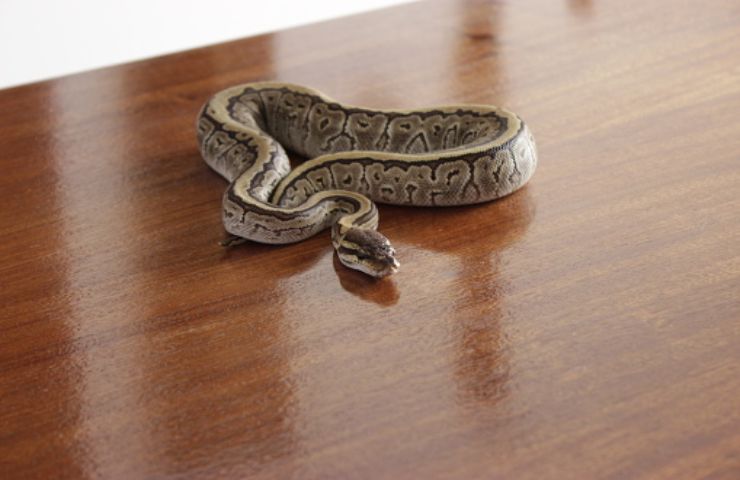Serpenti in casa mesi