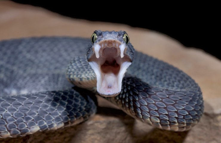 serpenti in giardino rischio carcere