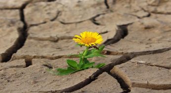 Giardino: come prepararsi alla siccità e alle ondate di caldo