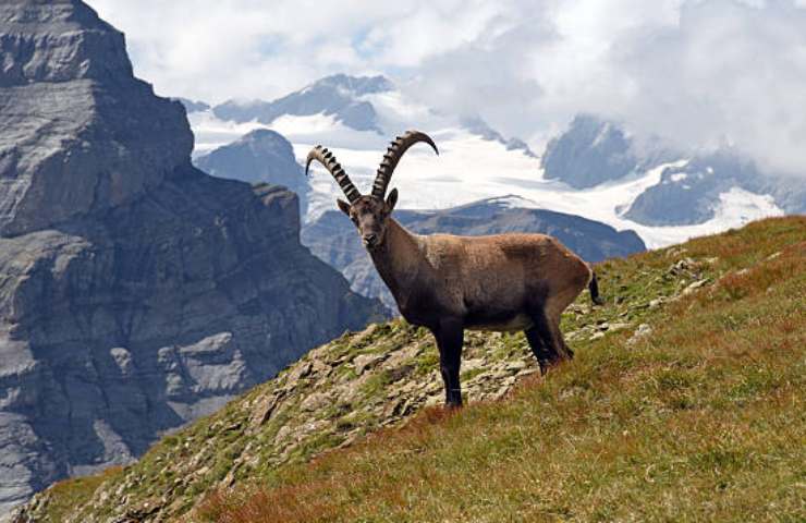 stambecco in montagna