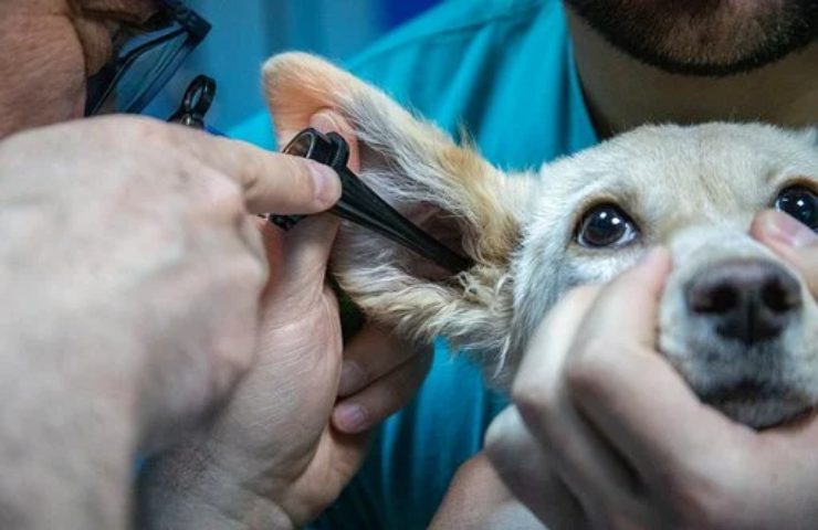 bonus animali domestici dove