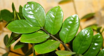 Zamia, la posizione ideale in casa per curarla al meglio