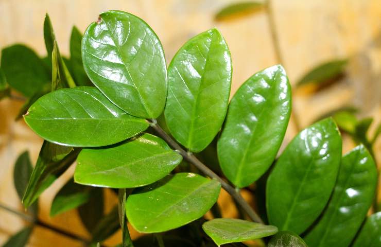 zamia dove coltivarla in casa