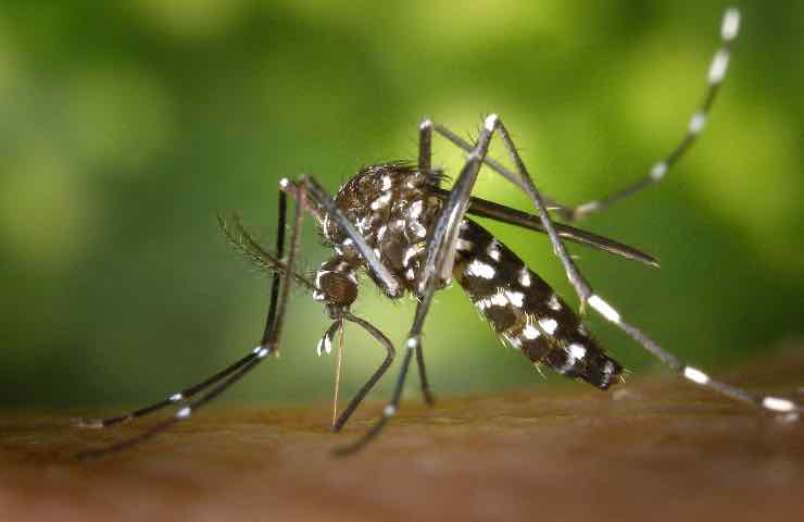 rimedio naturale puntura zanzare