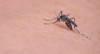 Le zanzare muoiono a temperature basse?