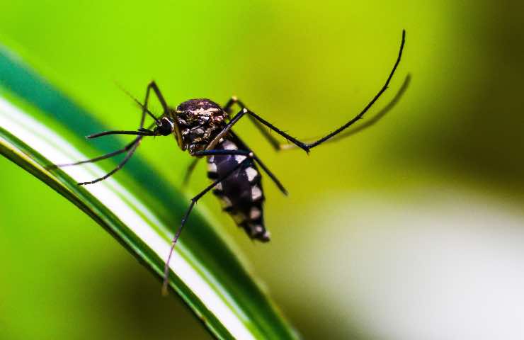 rimedio naturale anti zanzara
