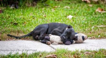 E’ stato abbandonato: la reazione del cane è straziante | Foto