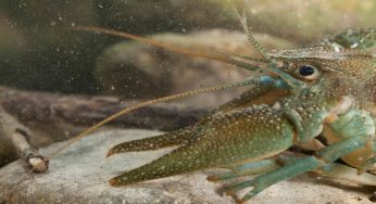 Reintrodotti 1538 esemplari di gamberi di fiume per salvare la specie