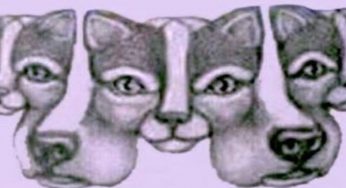 Quanti animali vedi nell’immagine? Molti sbagliano | Test