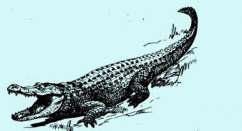 Riesci a trovare il coccodrillo differente? | Test