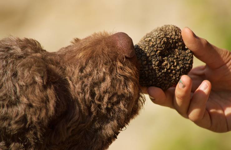 insegnare al cane la ricerca del tartufo