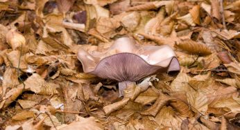 Il ruolo dei funghi nella biodiversità: due ricerche canadesi
