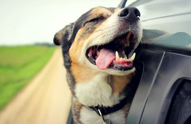 cane e tempo che scorre 