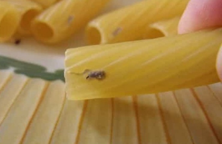 Alcuni insetti infestano la pasta