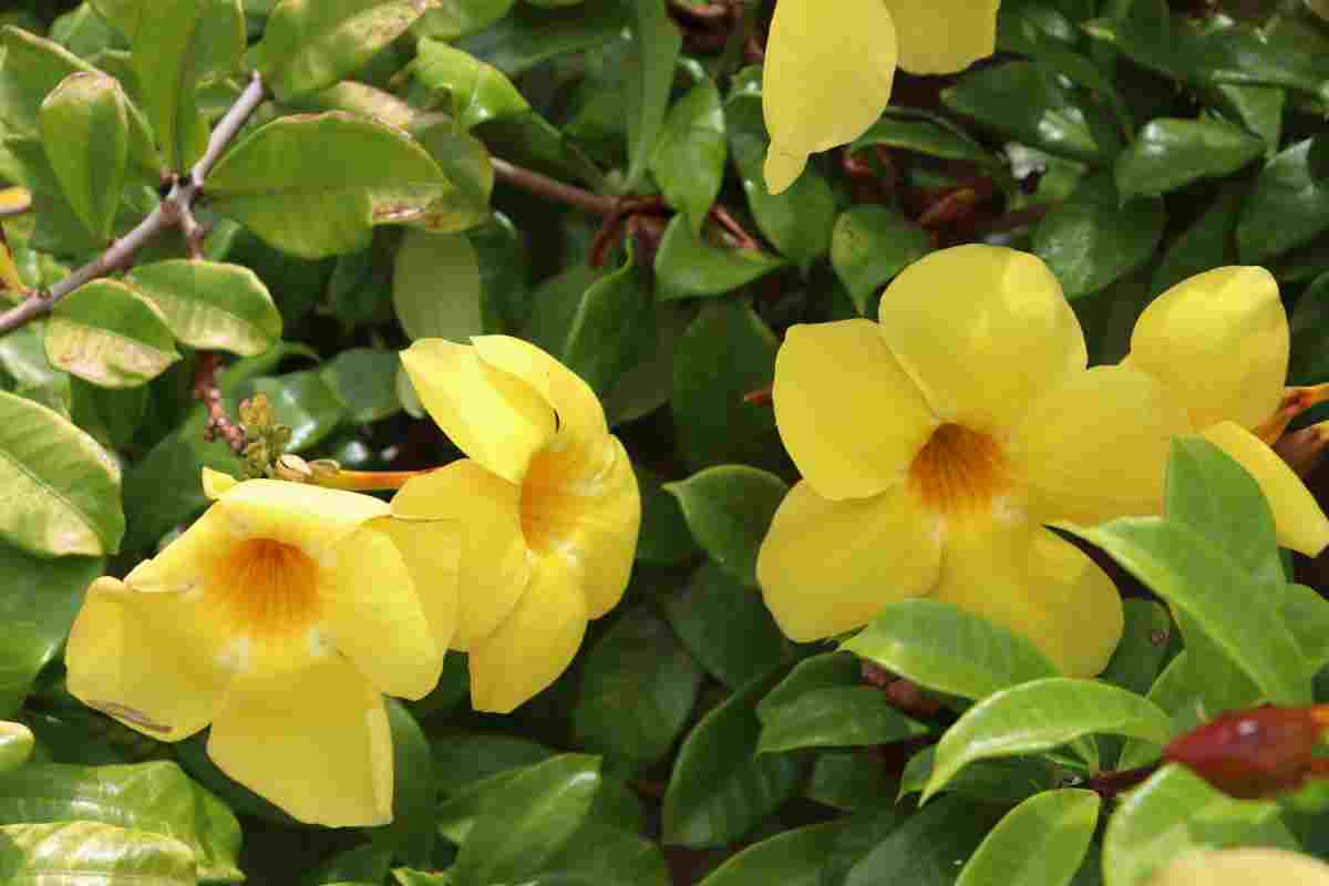 Allamanda 