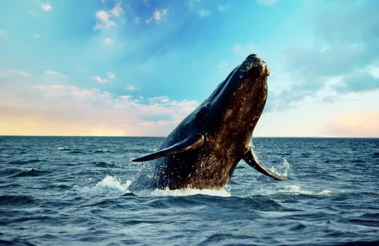 Balena franca australe parto