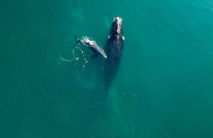 Balena franca australe parto